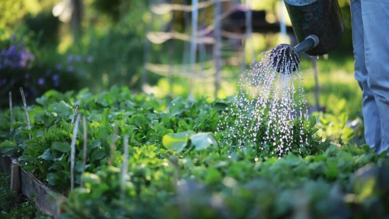 water garden